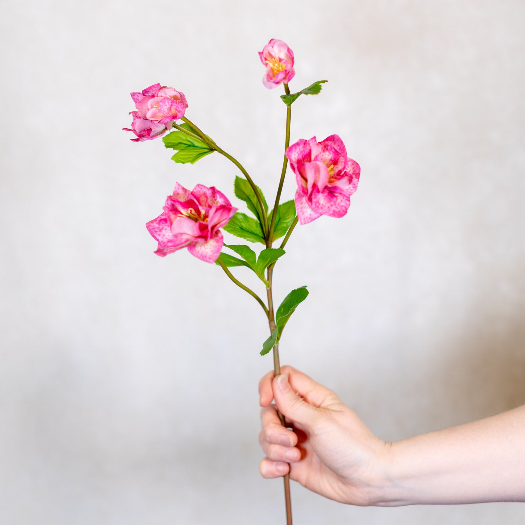 Just Cut Helleborus Rose Pink