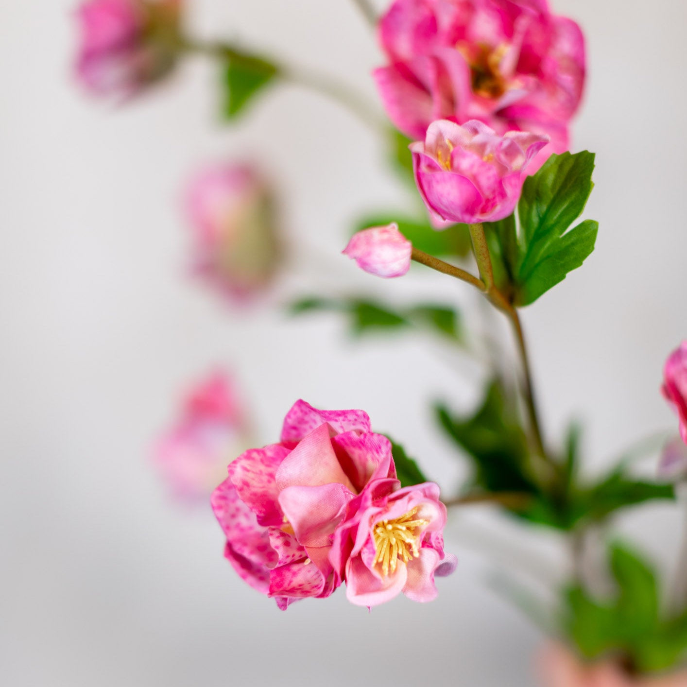 Just Cut Helleborus Rose Pink