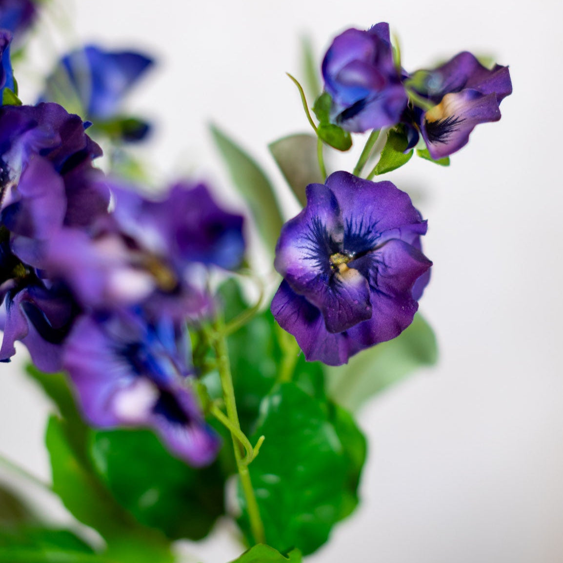 Just Cut Pansy Stem Bundle Indigo