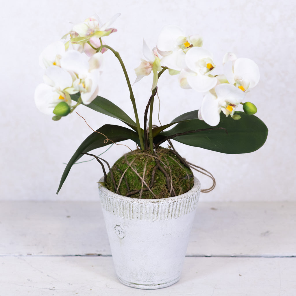 15" Real Touch White Phalaenopsis Orchid with Moss Ball