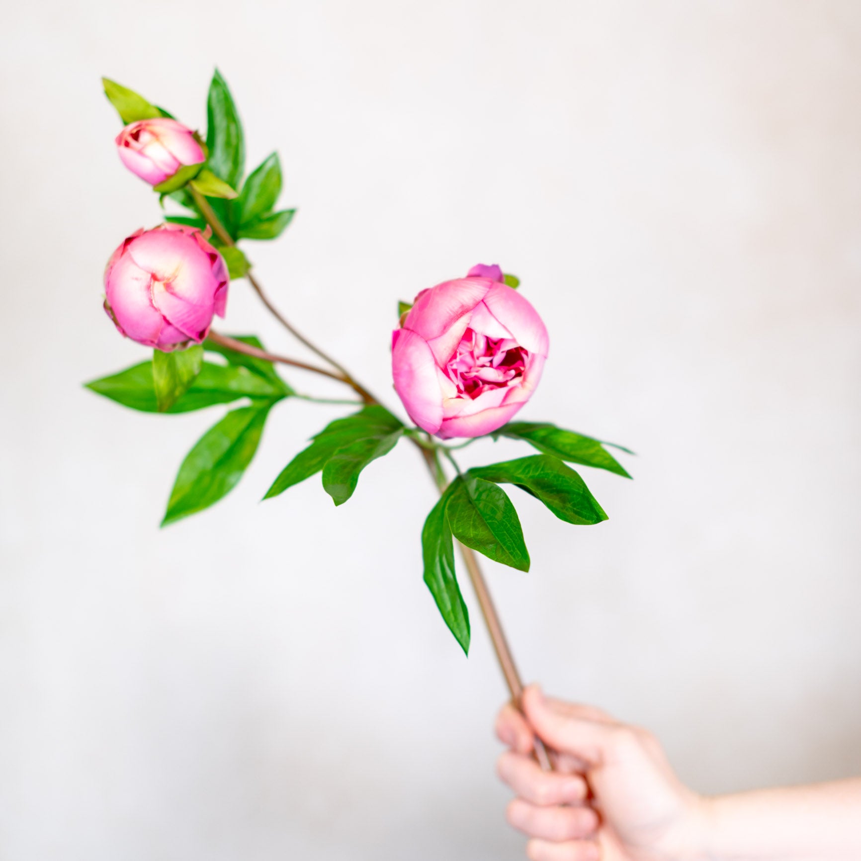 Just Cut Peony Bud Spray Stem Pink