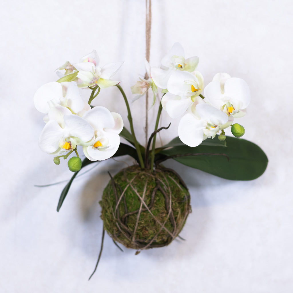 15" Real Touch White Phalaenopsis Orchid with Moss Ball