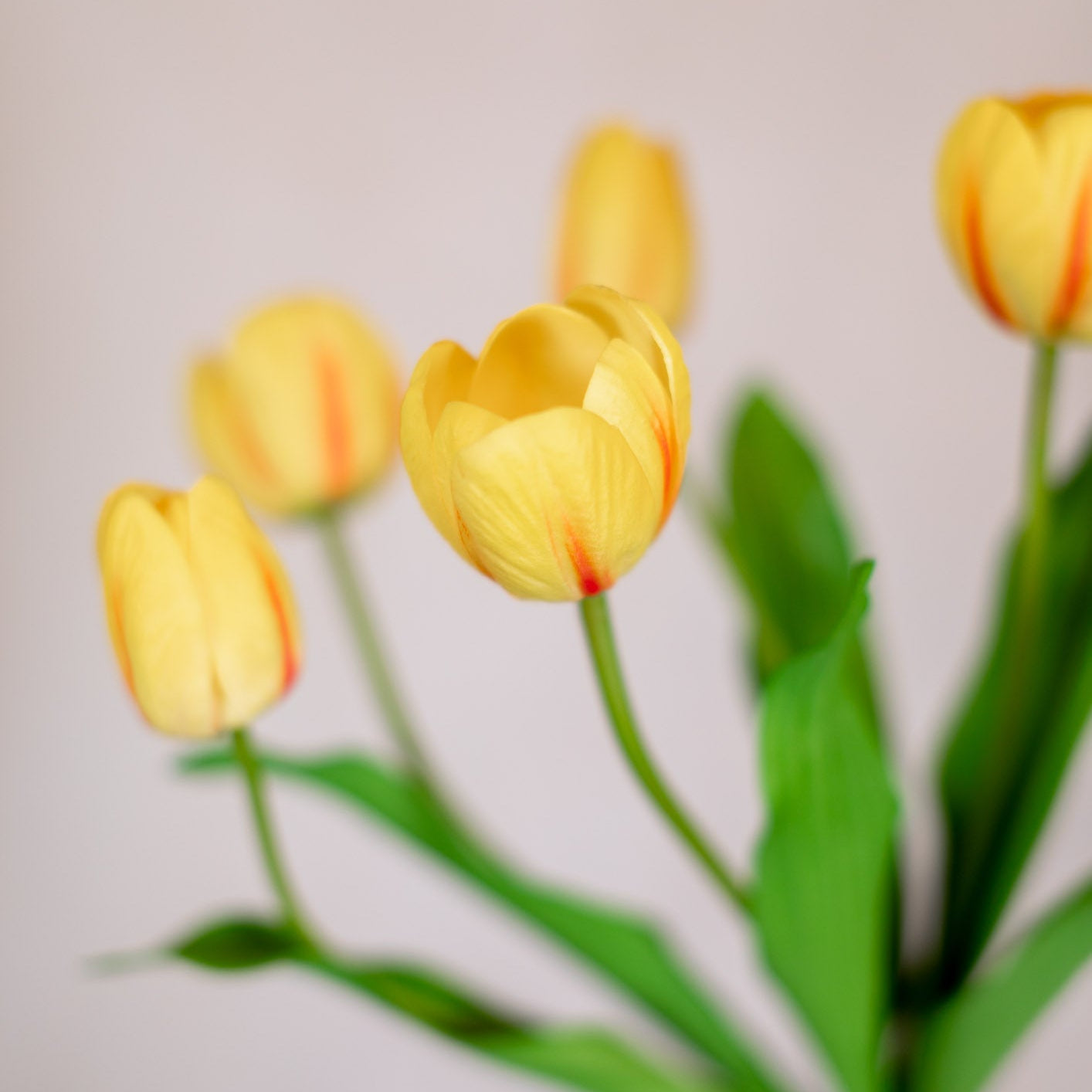 Tulip Bundle of Six Yellow Cerise