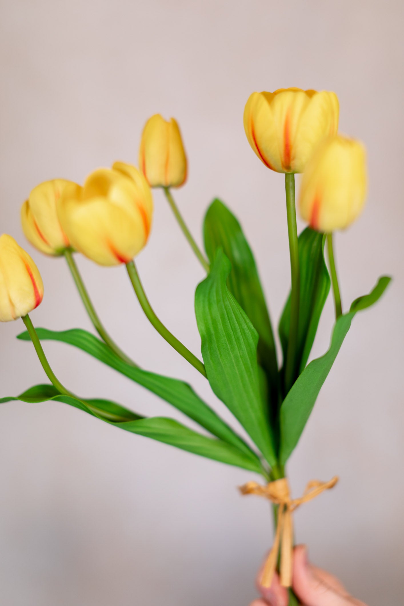 Tulip Bundle of Six Yellow Cerise