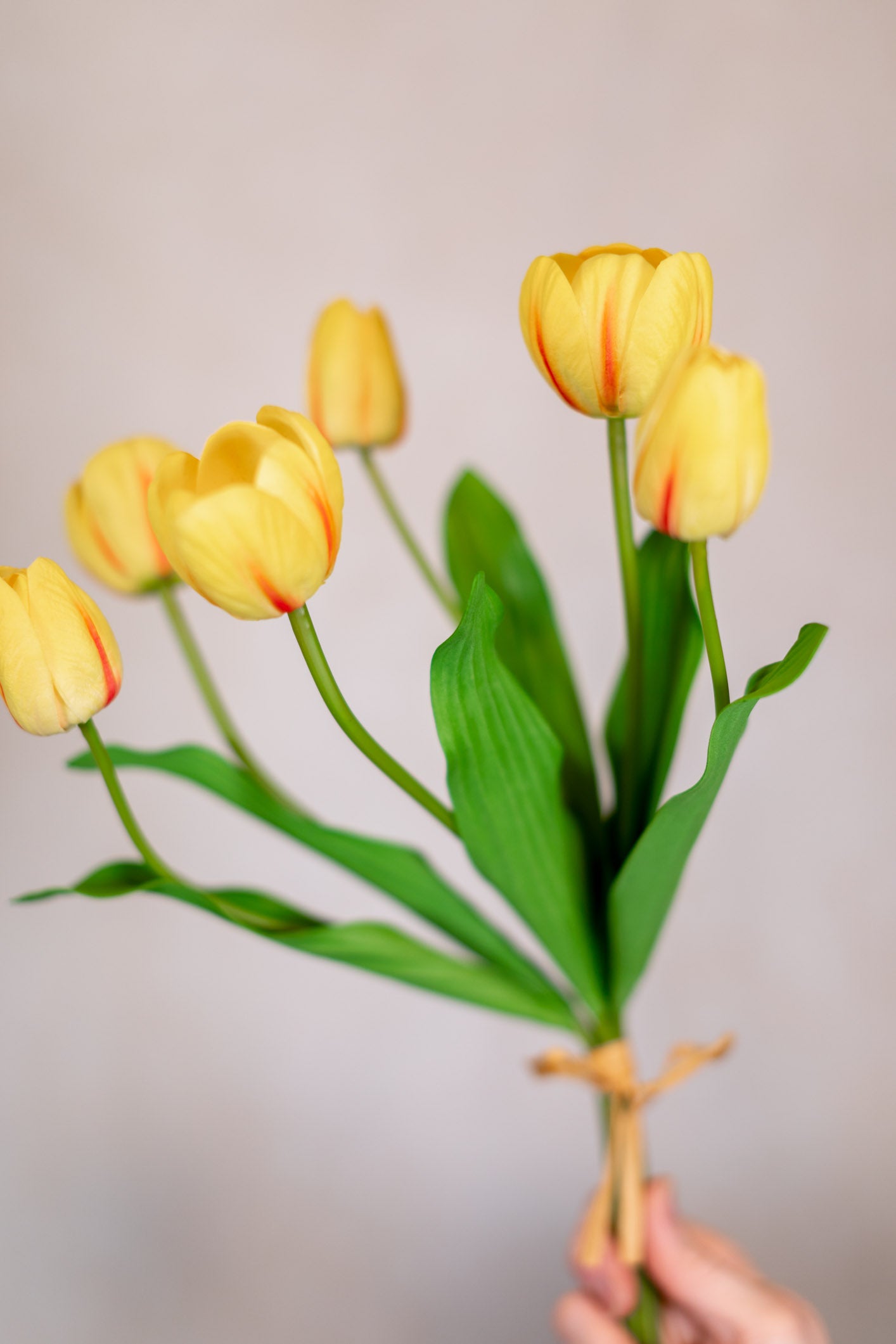 Tulip Bundle of Six Yellow Cerise