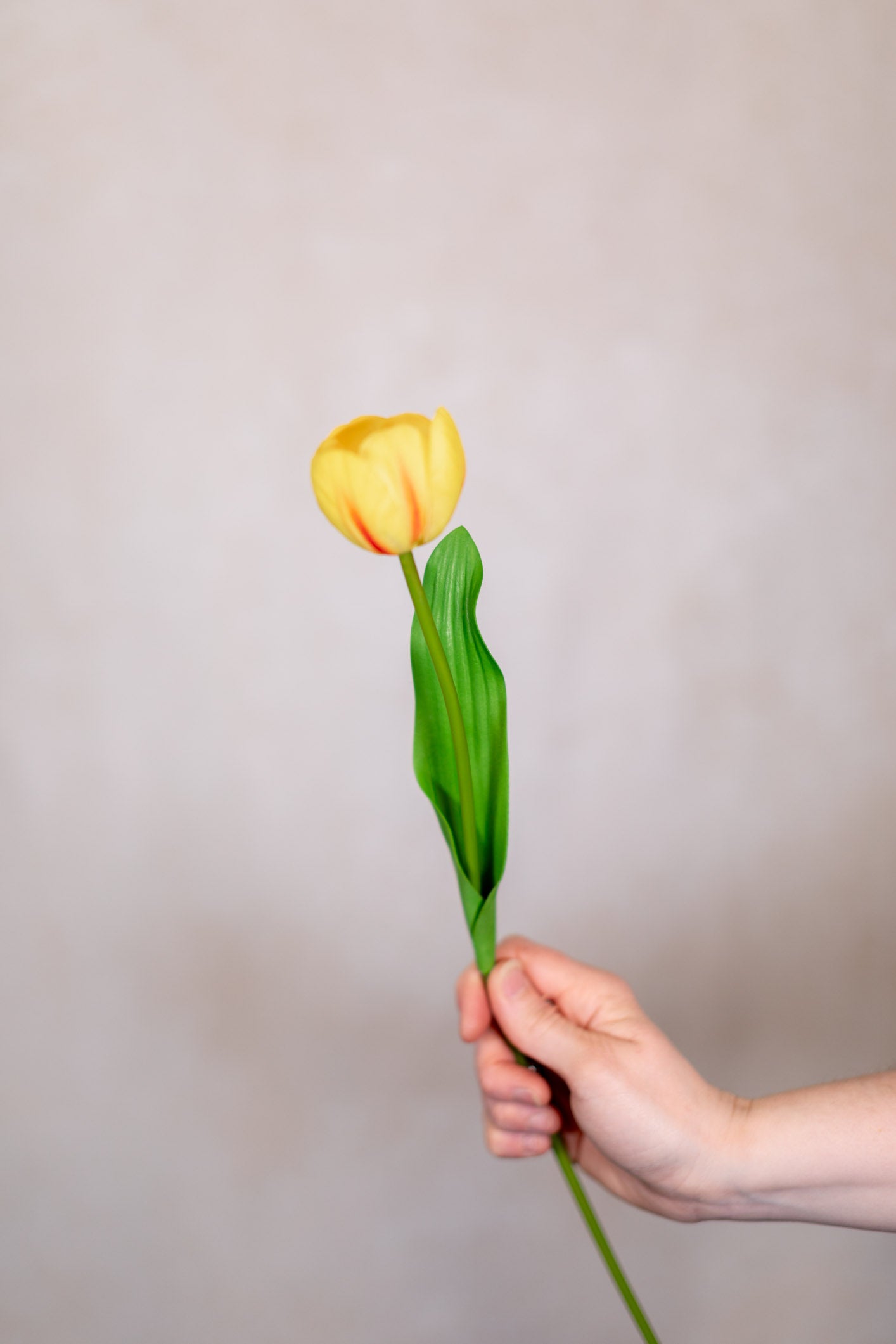 Tulip Bundle of Six Yellow Cerise