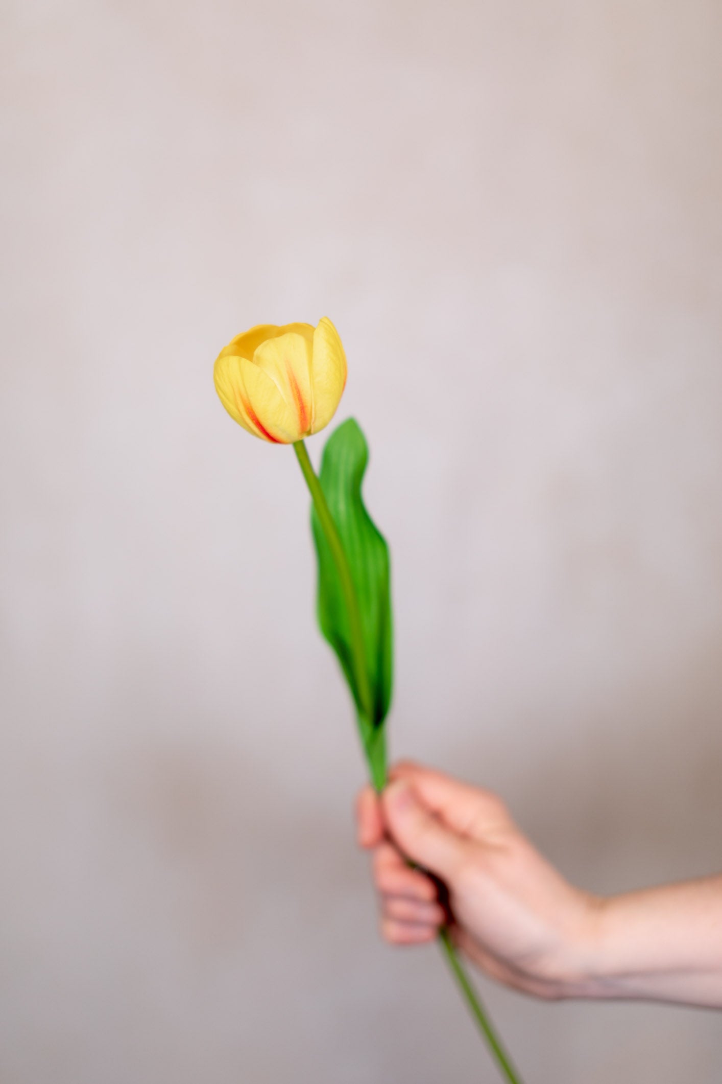 Tulip Bundle of Six Yellow Cerise