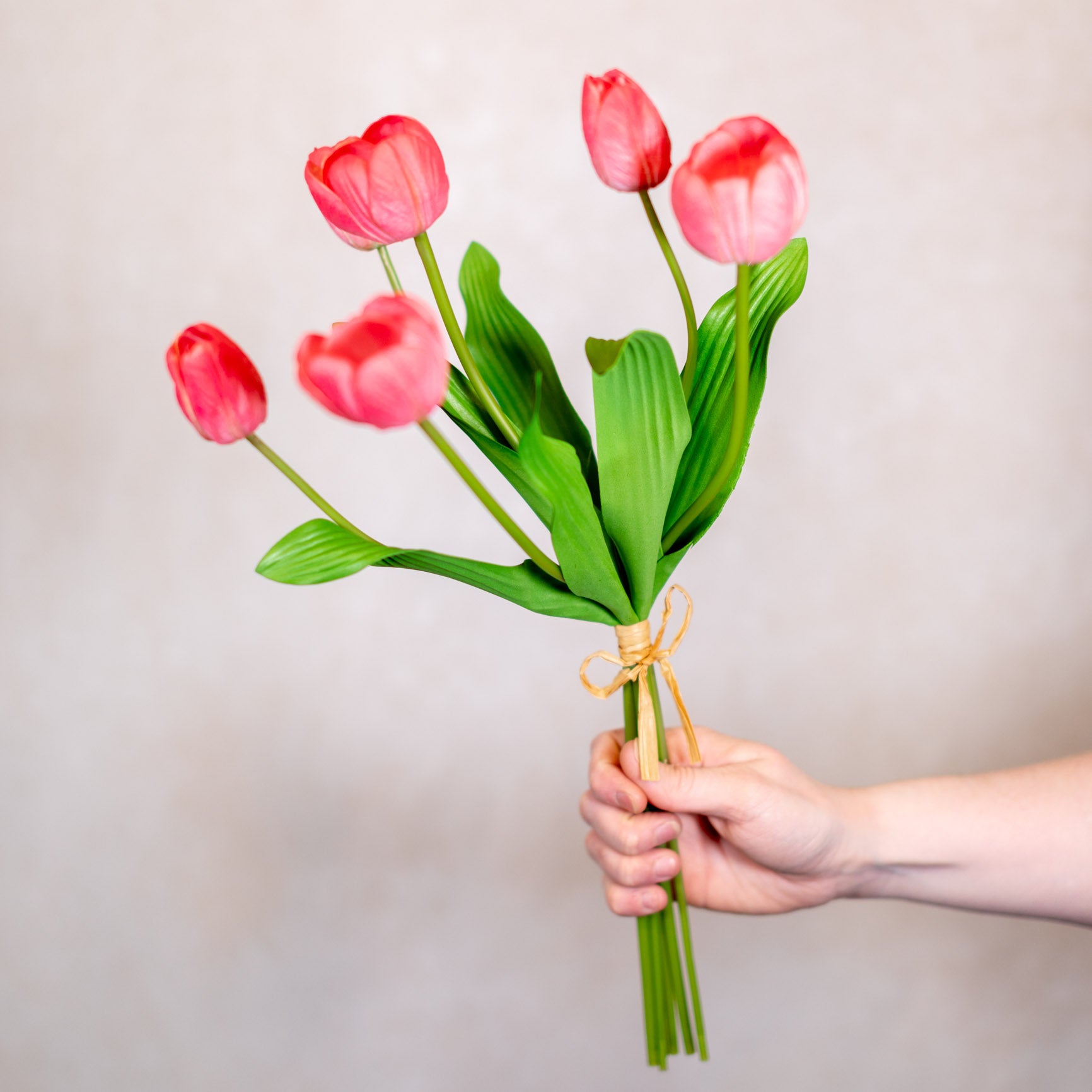 Tulip Bundle of Six Coral Cerise