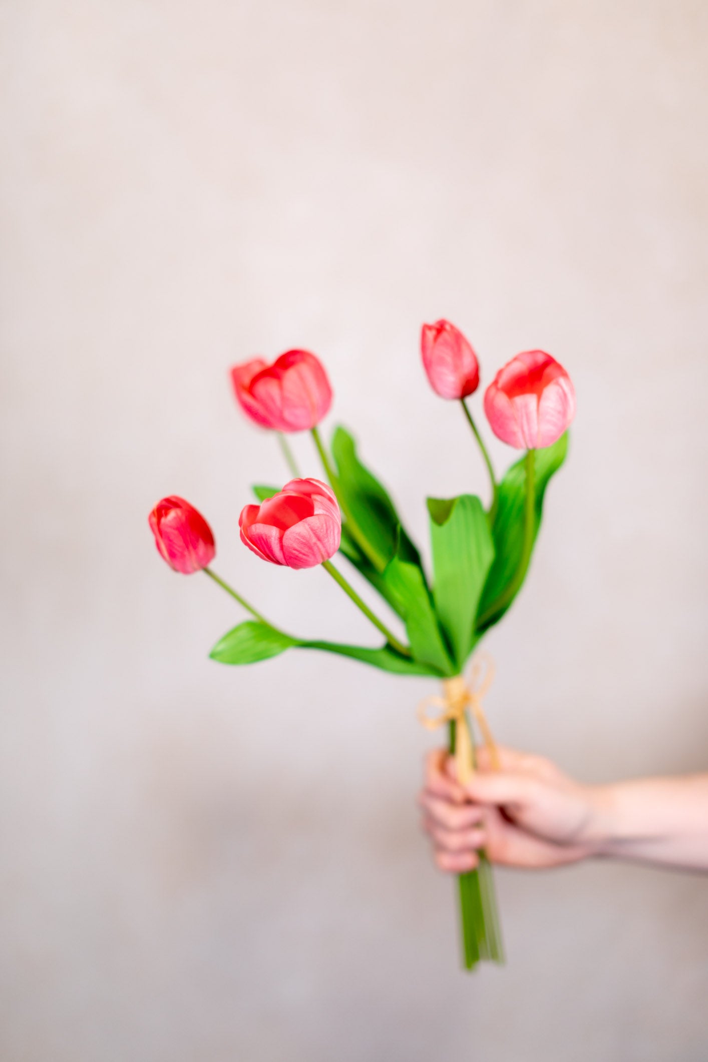 Tulip Bundle of Six Coral Cerise