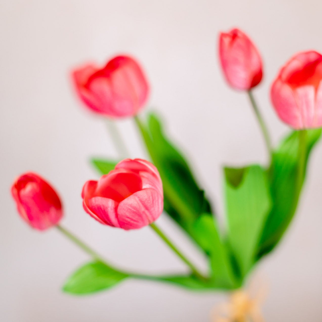 Tulip Bundle of Six Coral Cerise