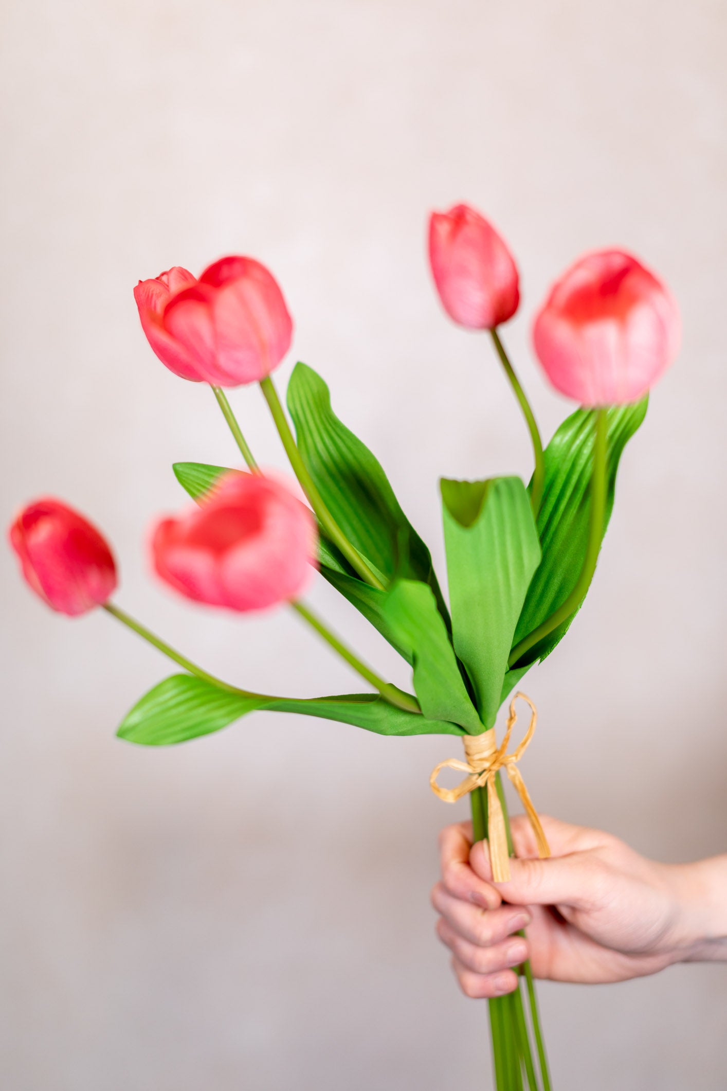 Tulip Bundle of Six Coral Cerise