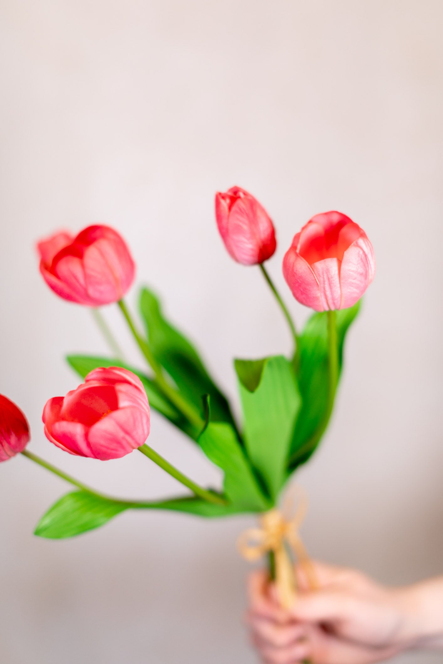 Tulip Bundle of Six Coral Cerise