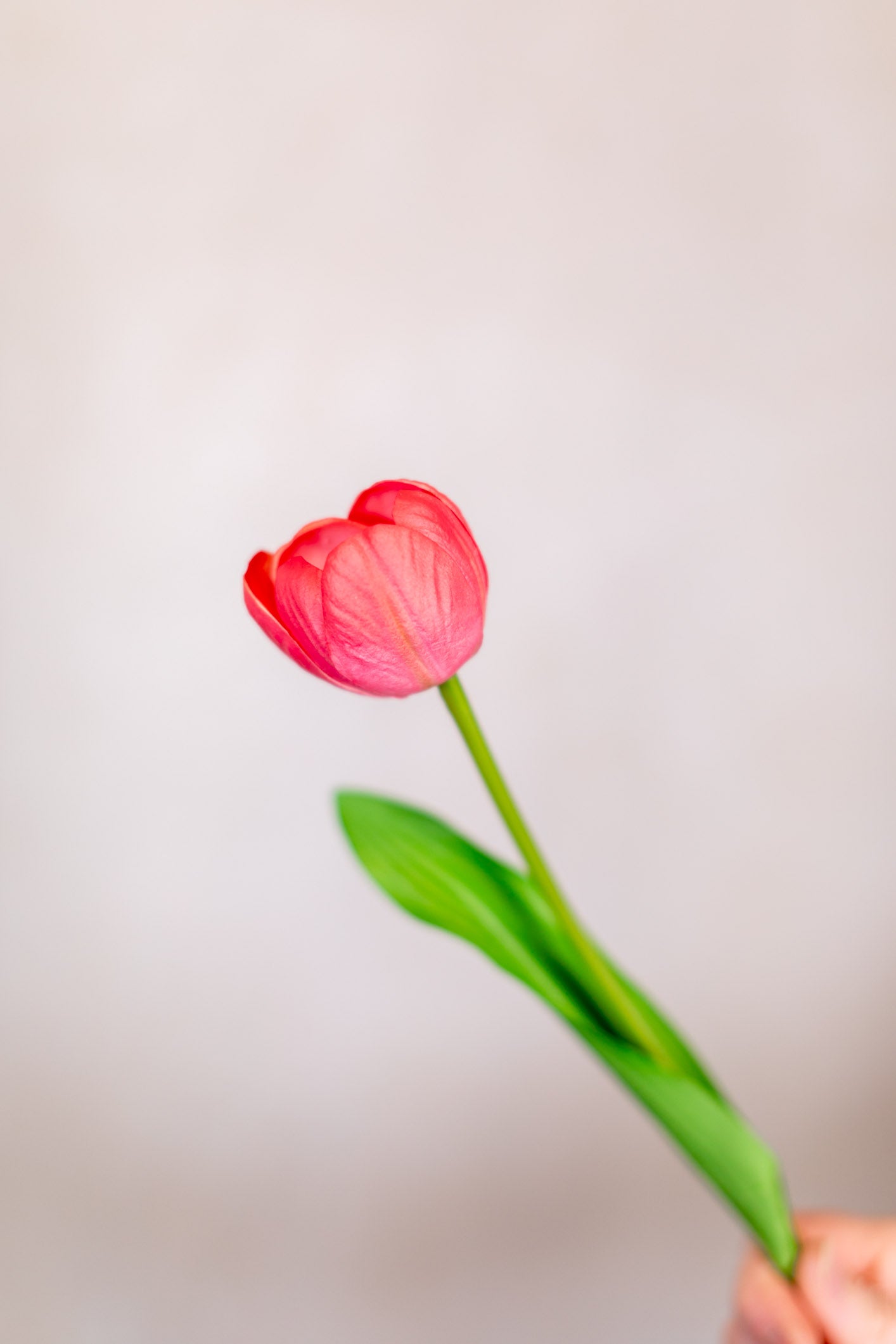 Tulip Bundle of Six Coral Cerise