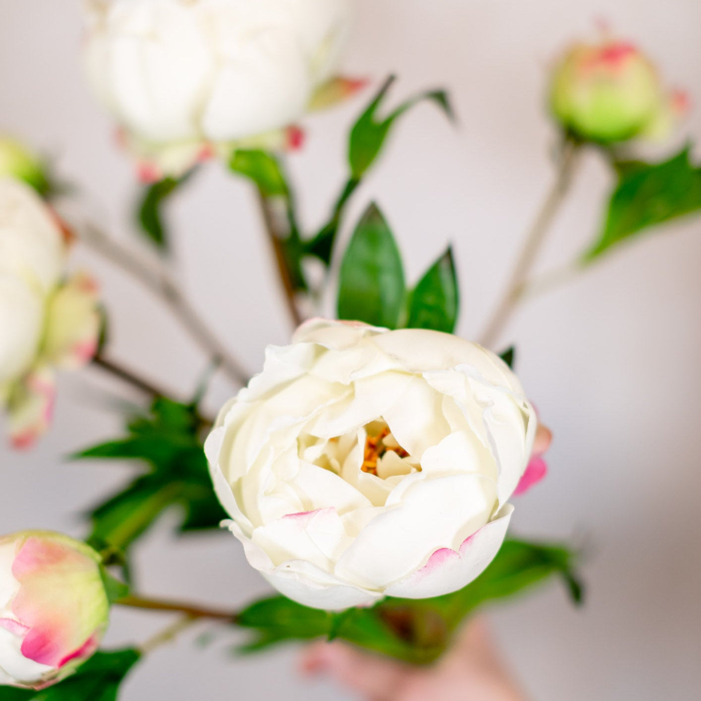 Soft Touch White Peony with Bud