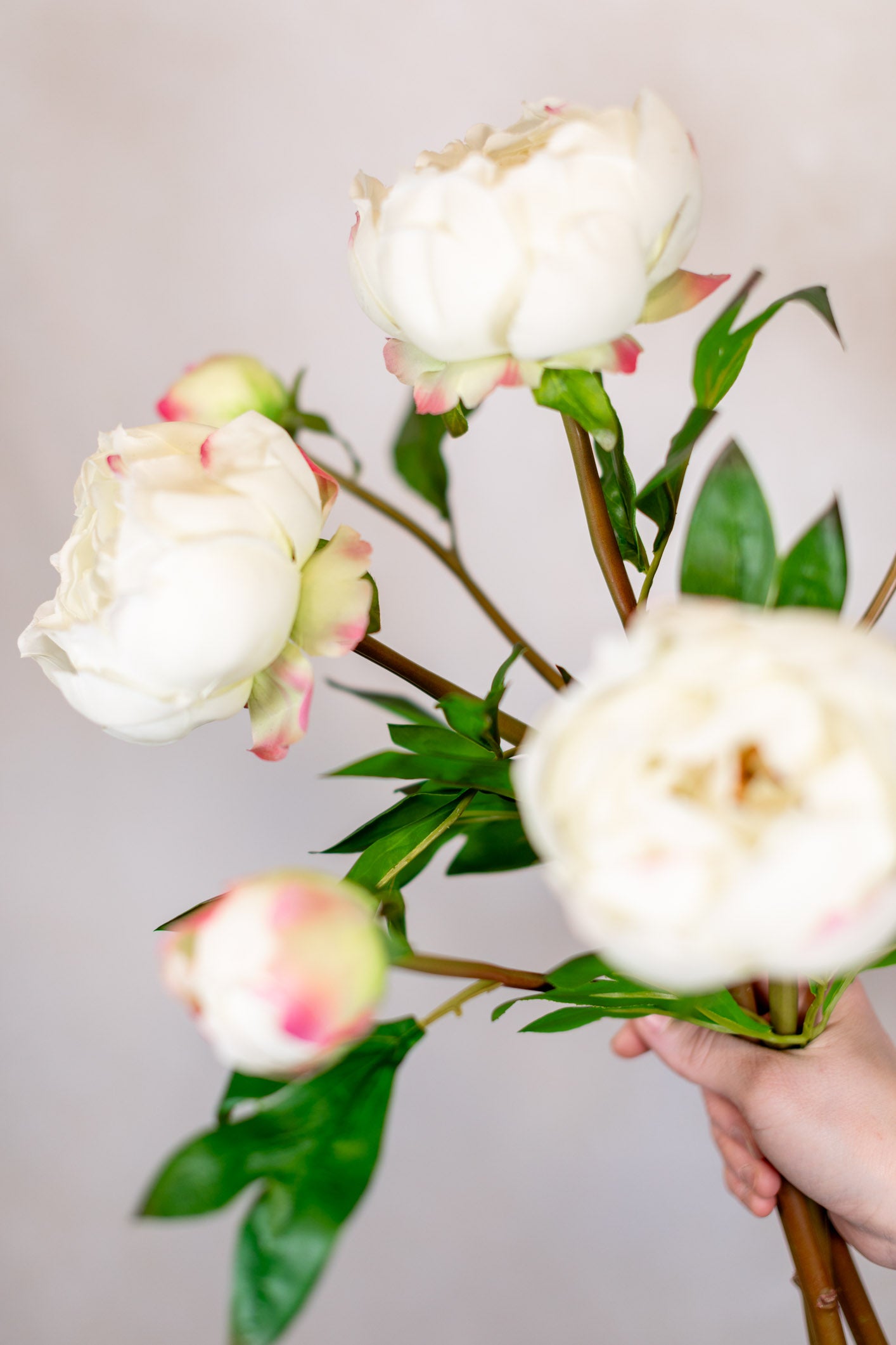 Soft Touch White Peony with Bud