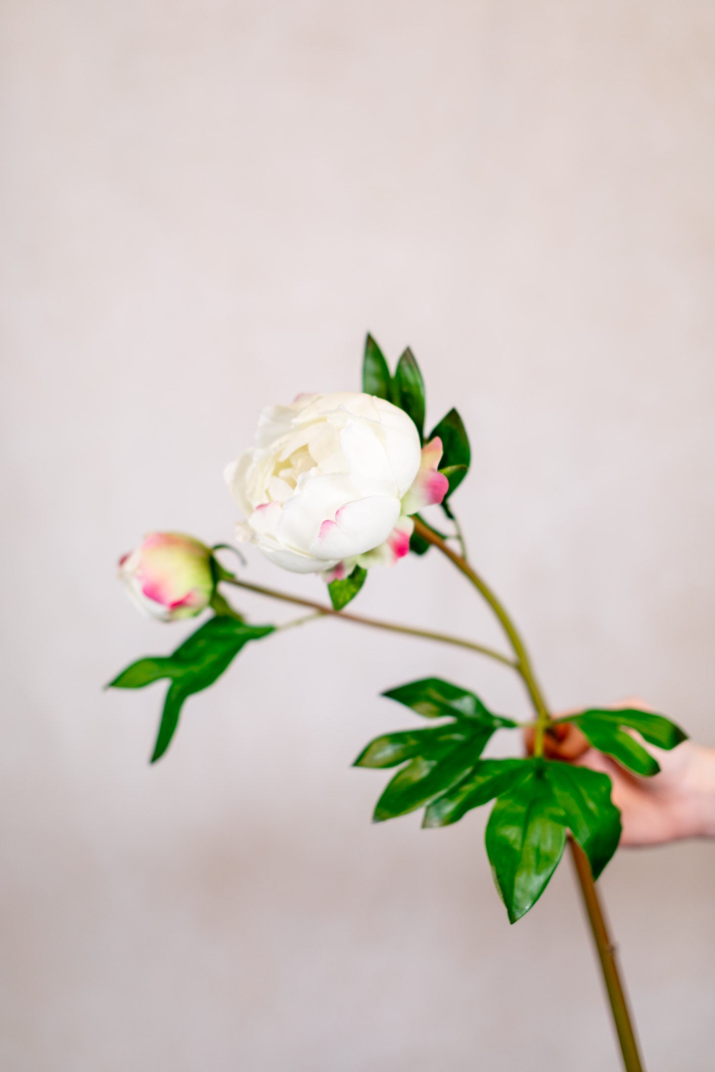 Soft Touch White Peony with Bud