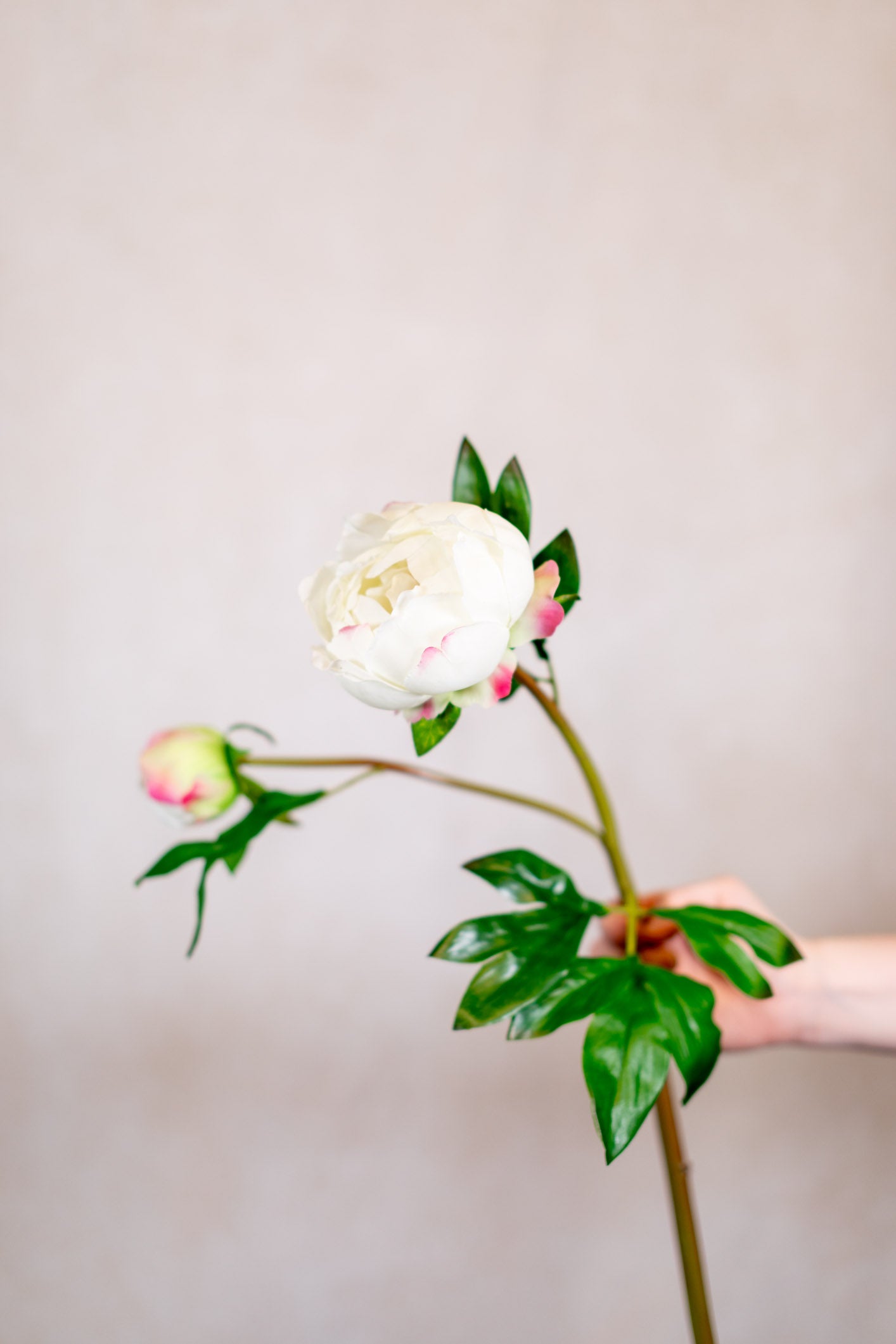 Soft Touch White Peony with Bud