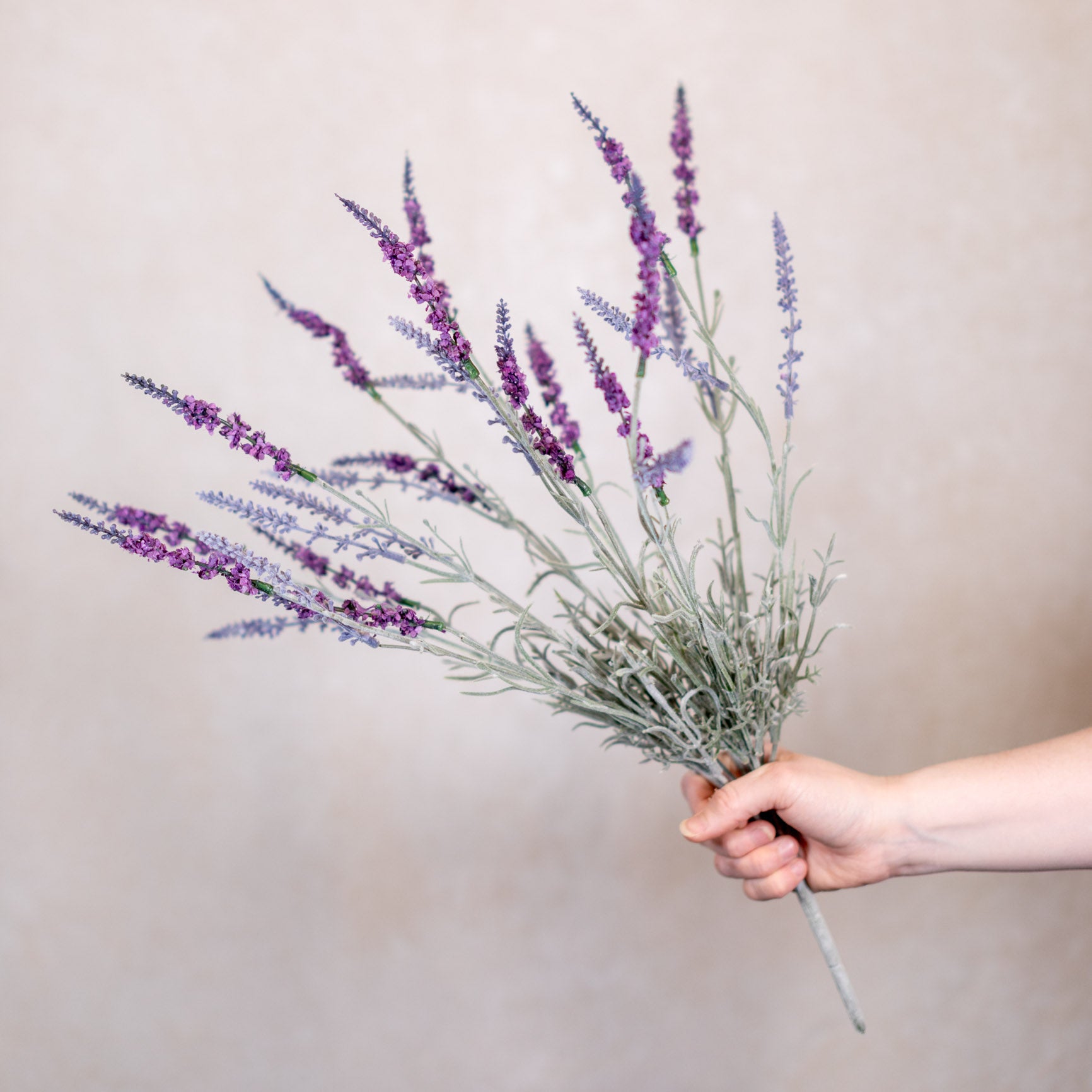 English Lavender Bush