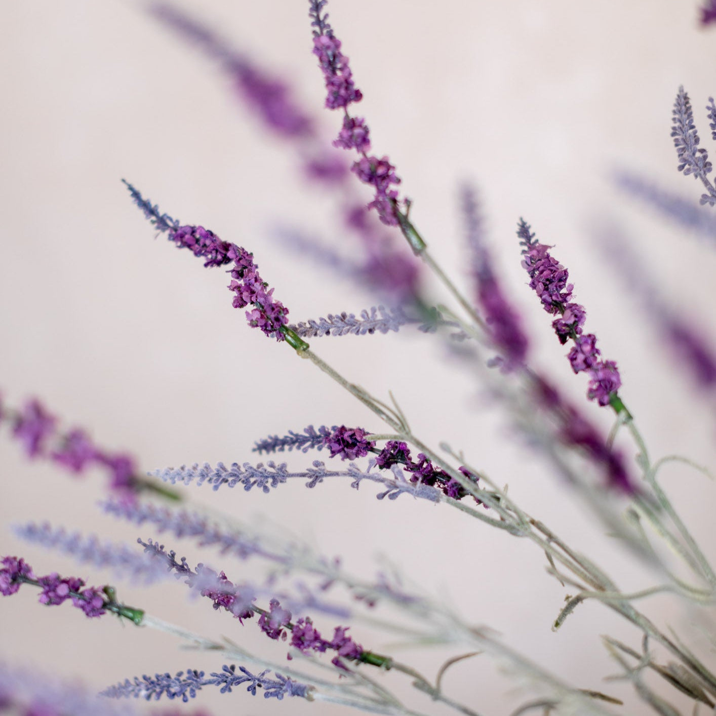 English Lavender Bush