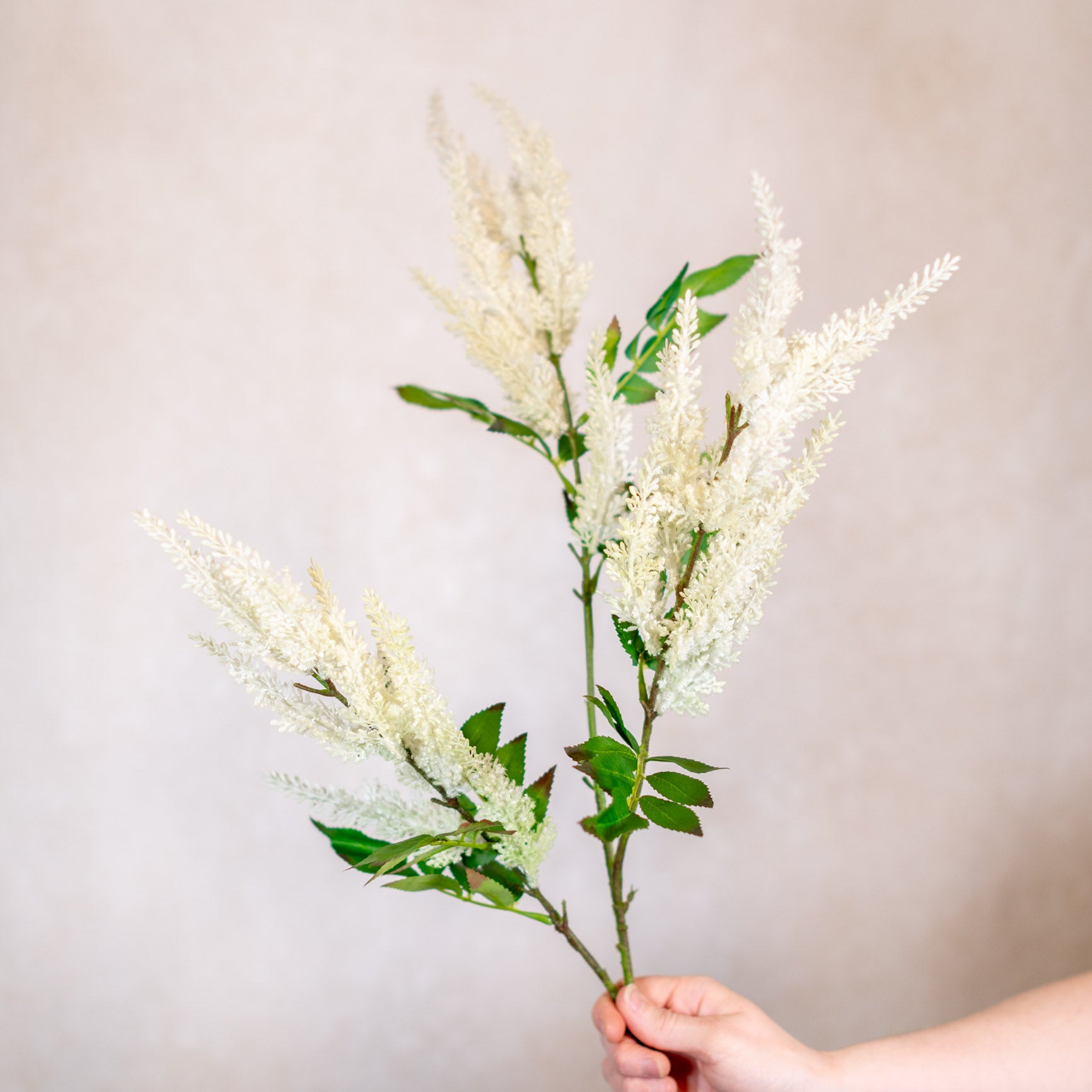 Astilbe Spray Cream and Green Stem