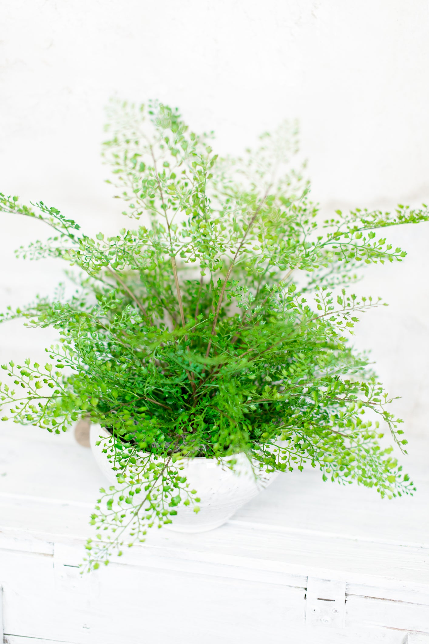 Maidenhair Drop In Large