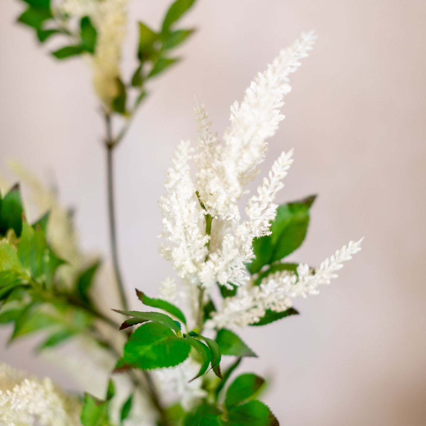 Astilbe Spray Cream and Green Stem