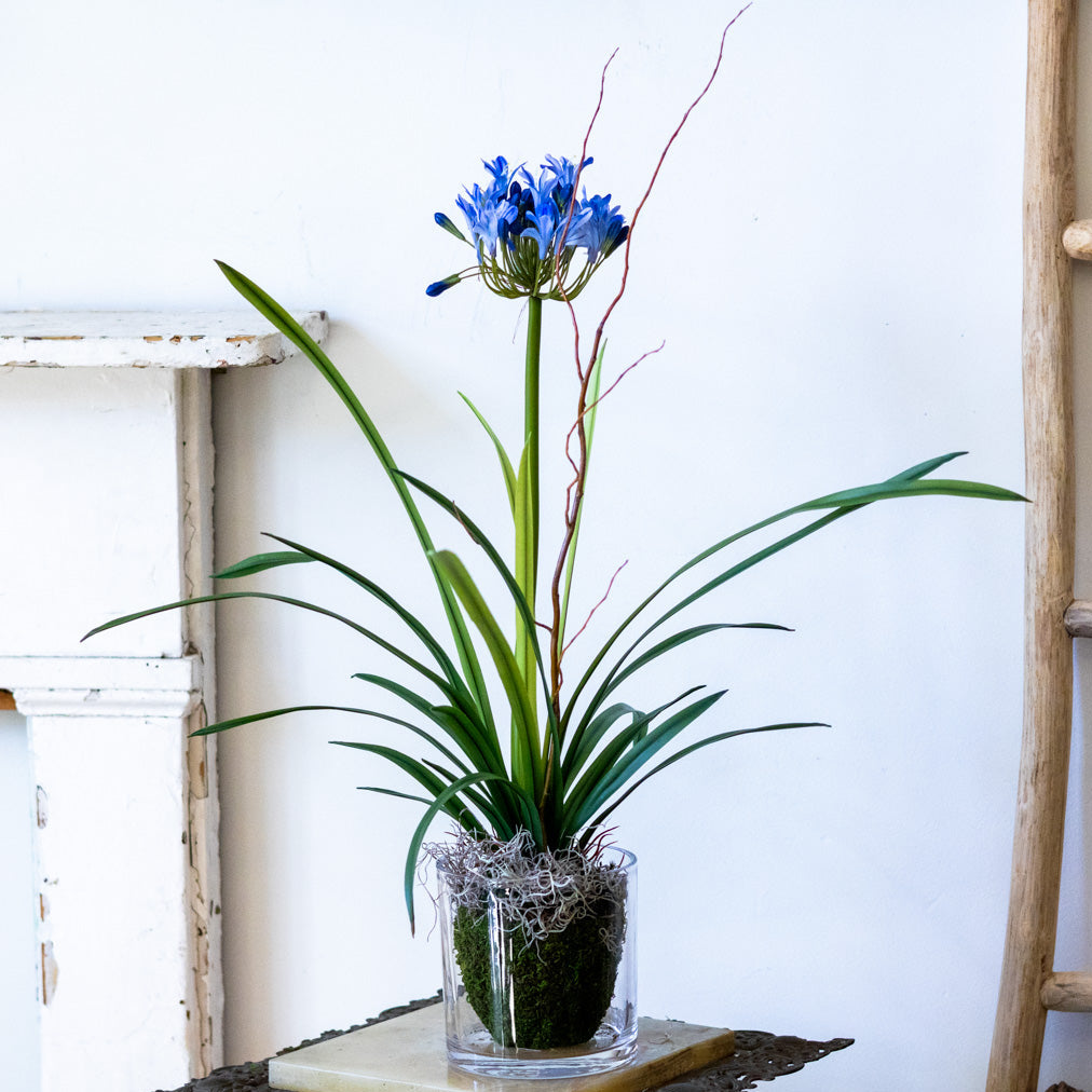 Single Blue Agapanthus Drop In