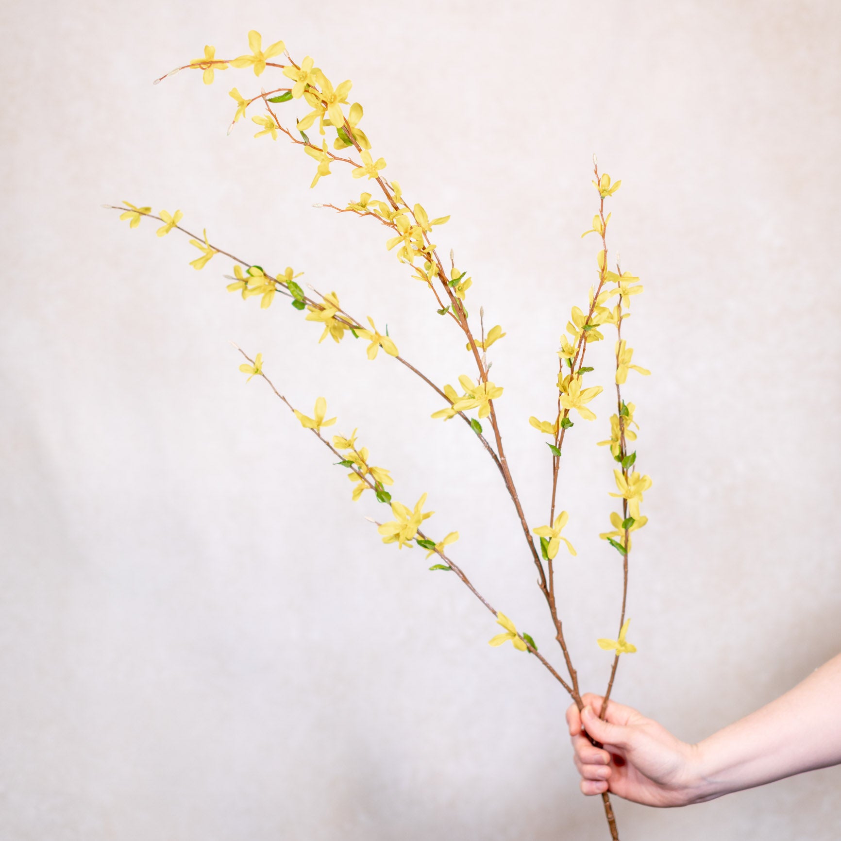 Forsythia Branch Yellow