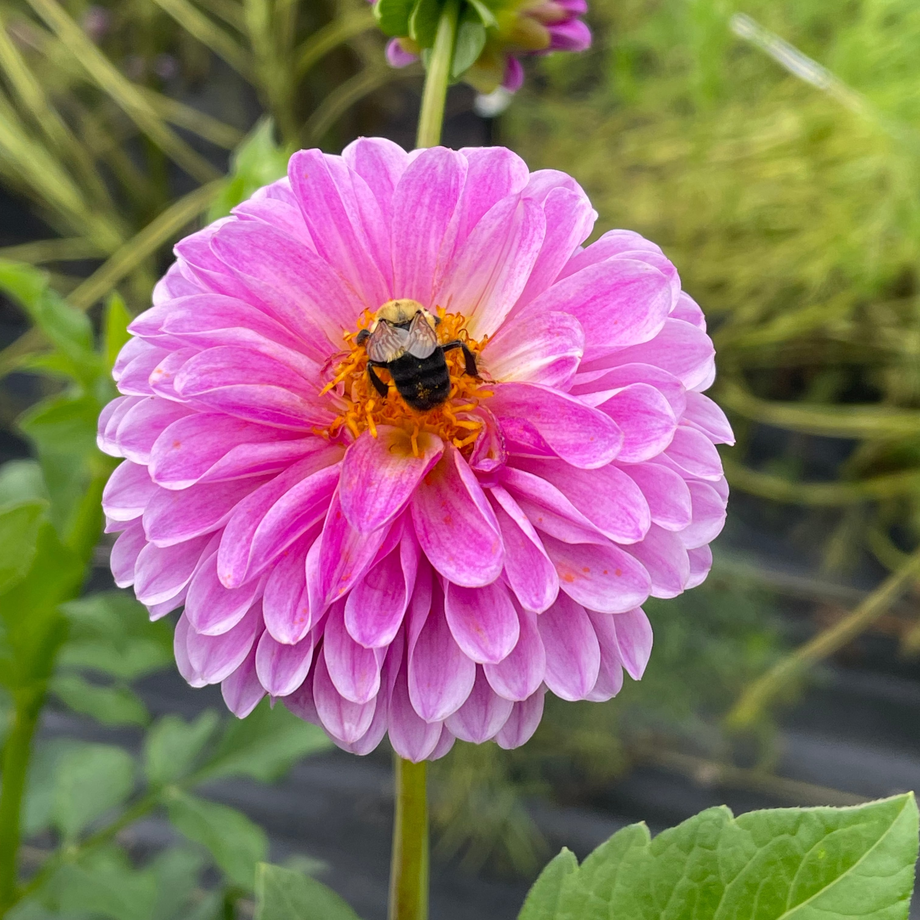 07.09.2026 @ 11AM | Wildflower Bouquet Workshop w/ Helena Hills Farm & Woodsman's Wife & Co.