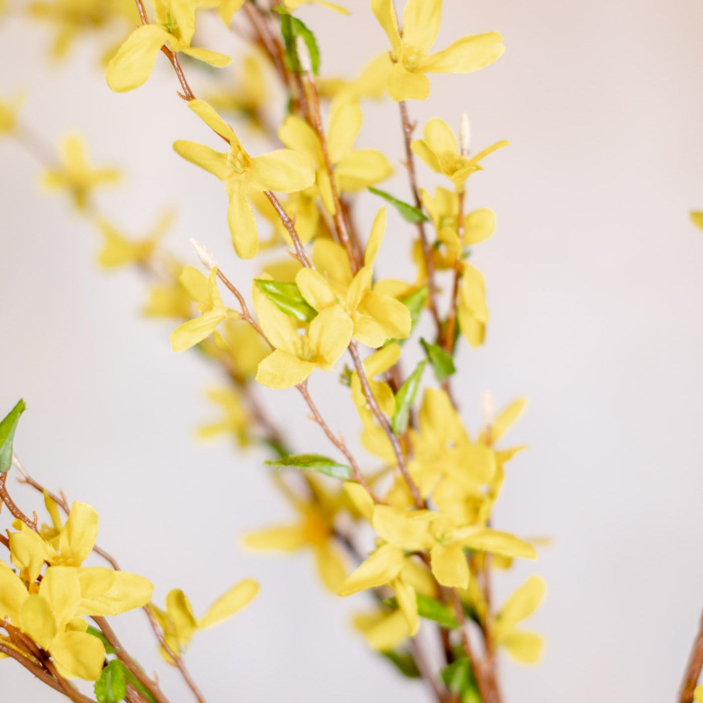 Forsythia Branch Yellow