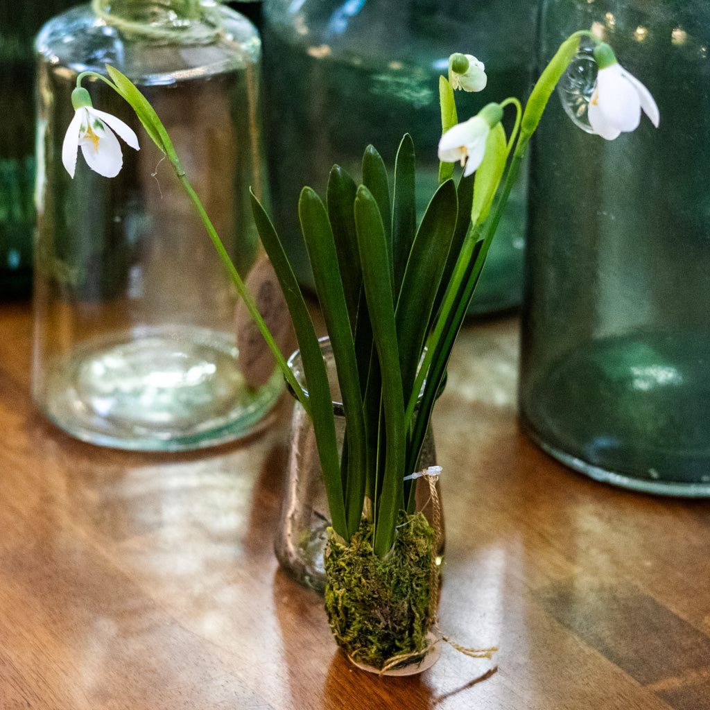 Snowdrop Plant Drop In