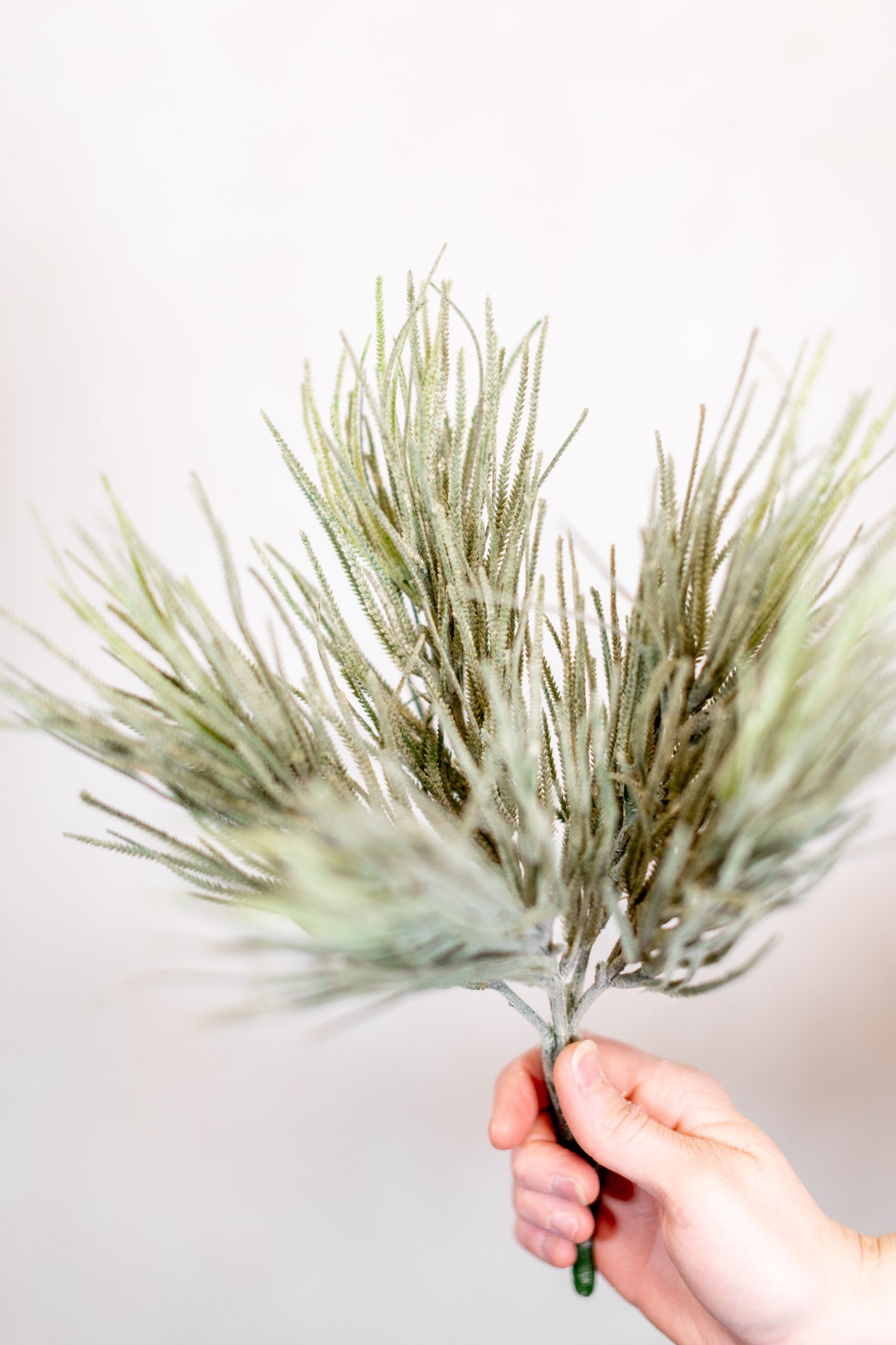 Frosted Saw Grass Bush