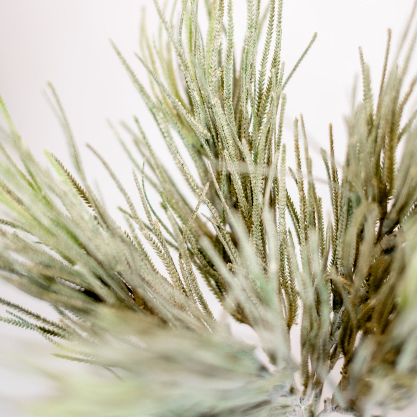 Frosted Saw Grass Bush