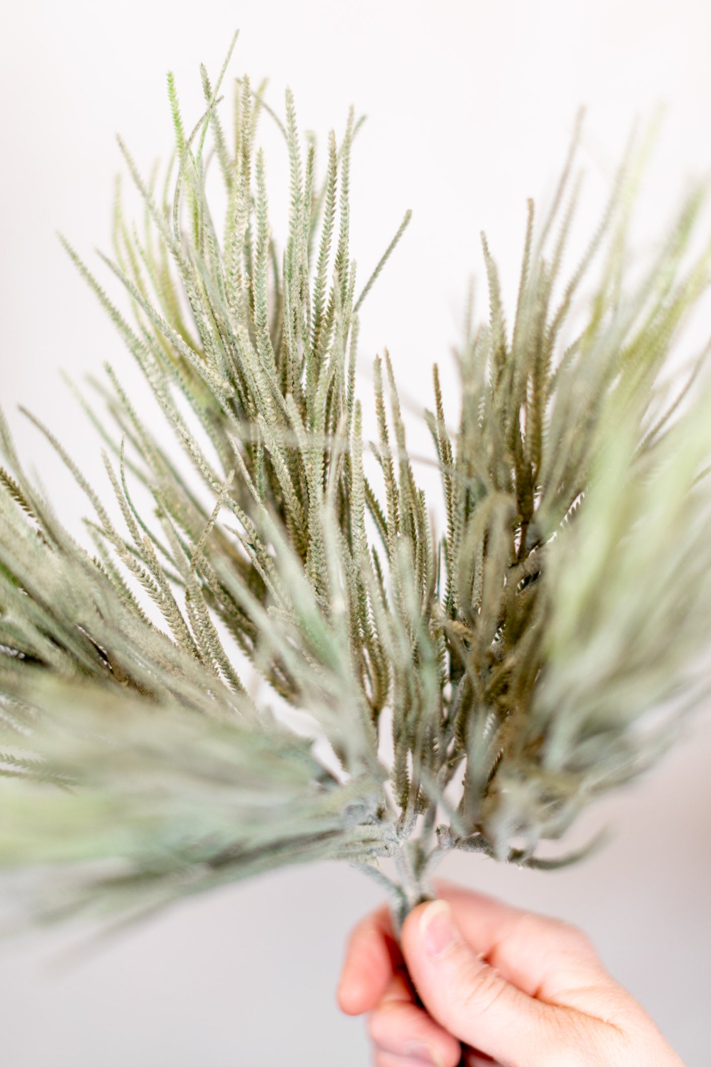 Frosted Saw Grass Bush