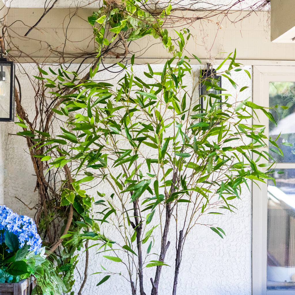 90" Eucalyptus Tree in Pot