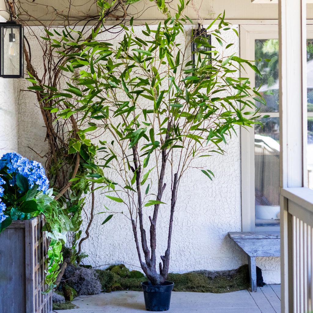90" Eucalyptus Tree in Pot