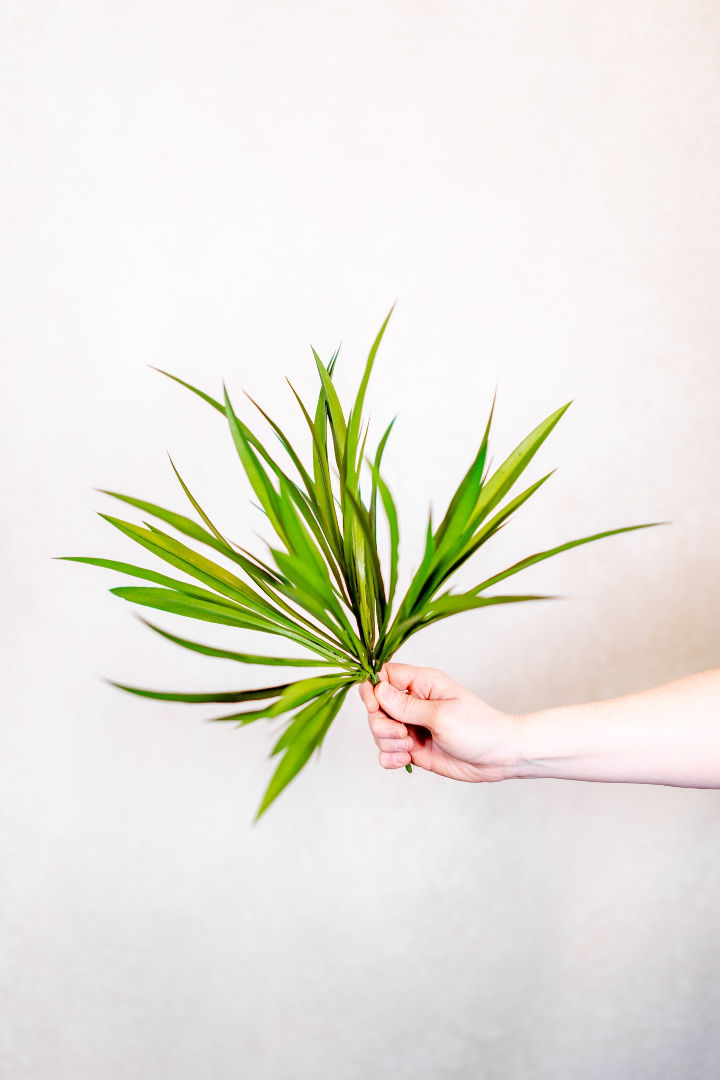 Vanilla Grass Bush