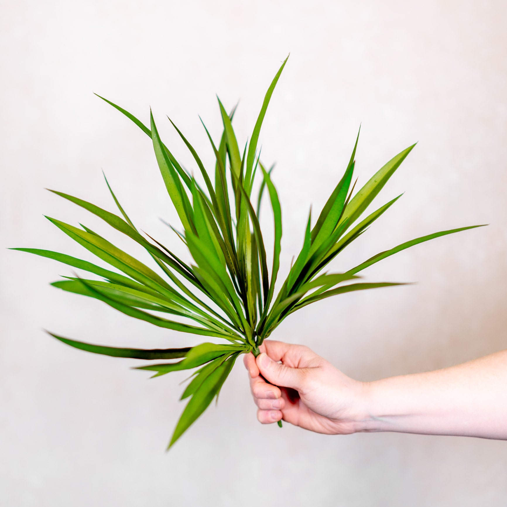 Vanilla Grass Bush