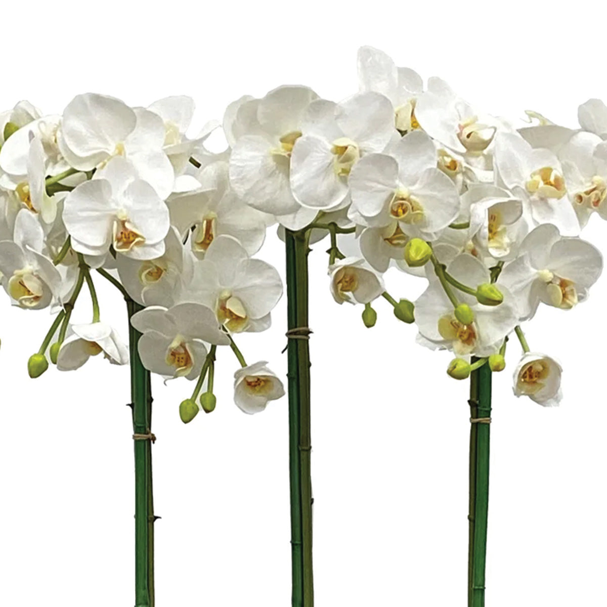 White Phalaenopsis Orchids in Glass