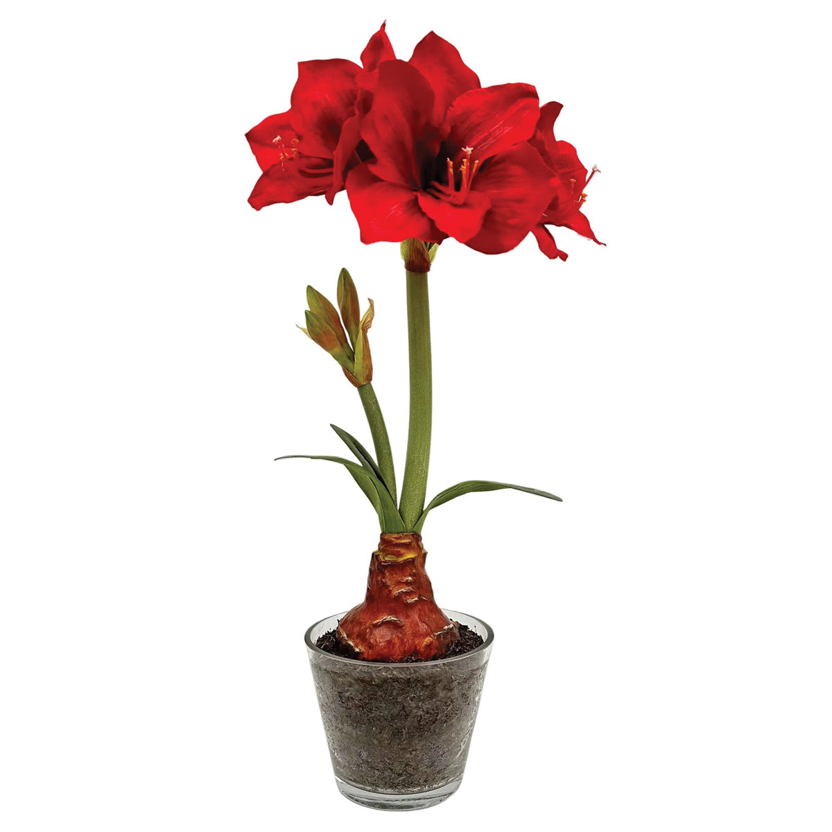 Red Amaryllis Plant in Glass