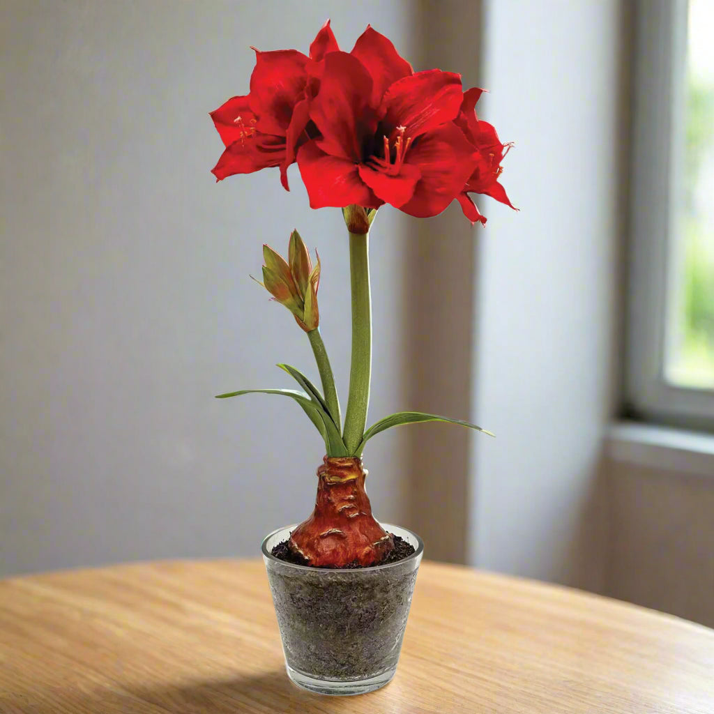 Red Amaryllis Plant in Glass