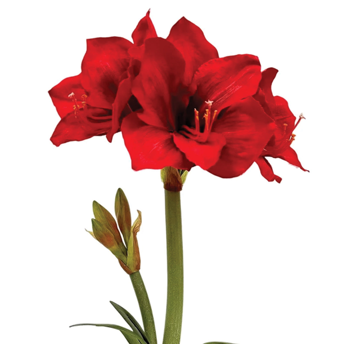 Red Amaryllis Plant in Glass