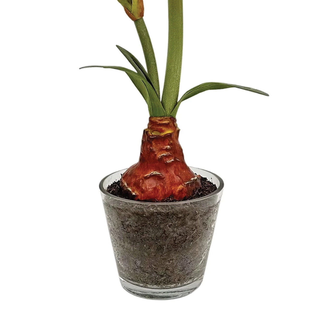 Red Amaryllis Plant in Glass