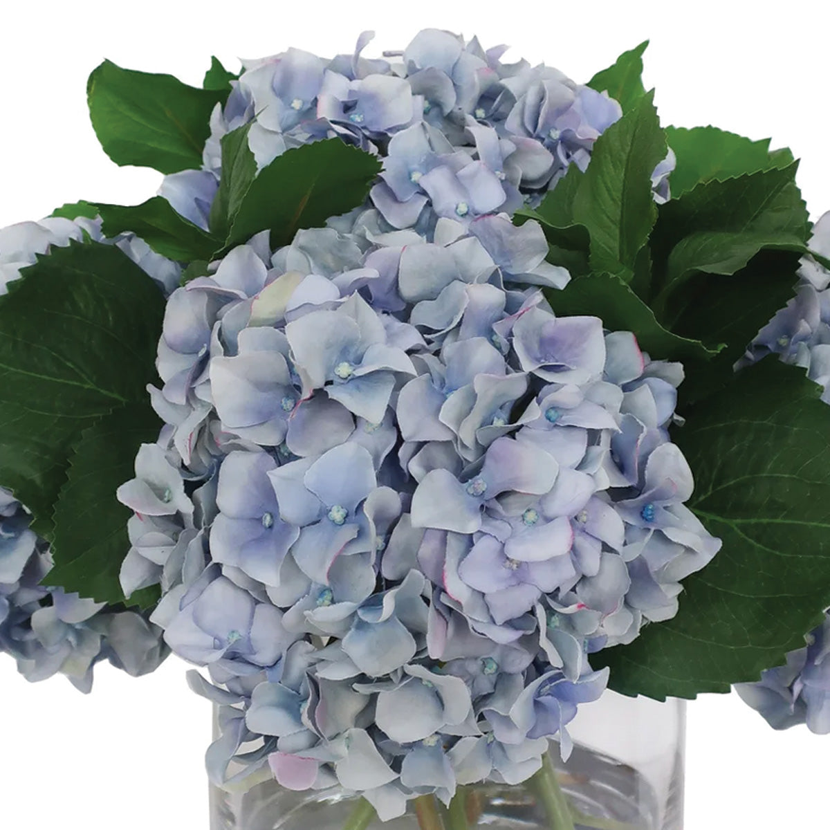 Blue Hydrangea In Vase