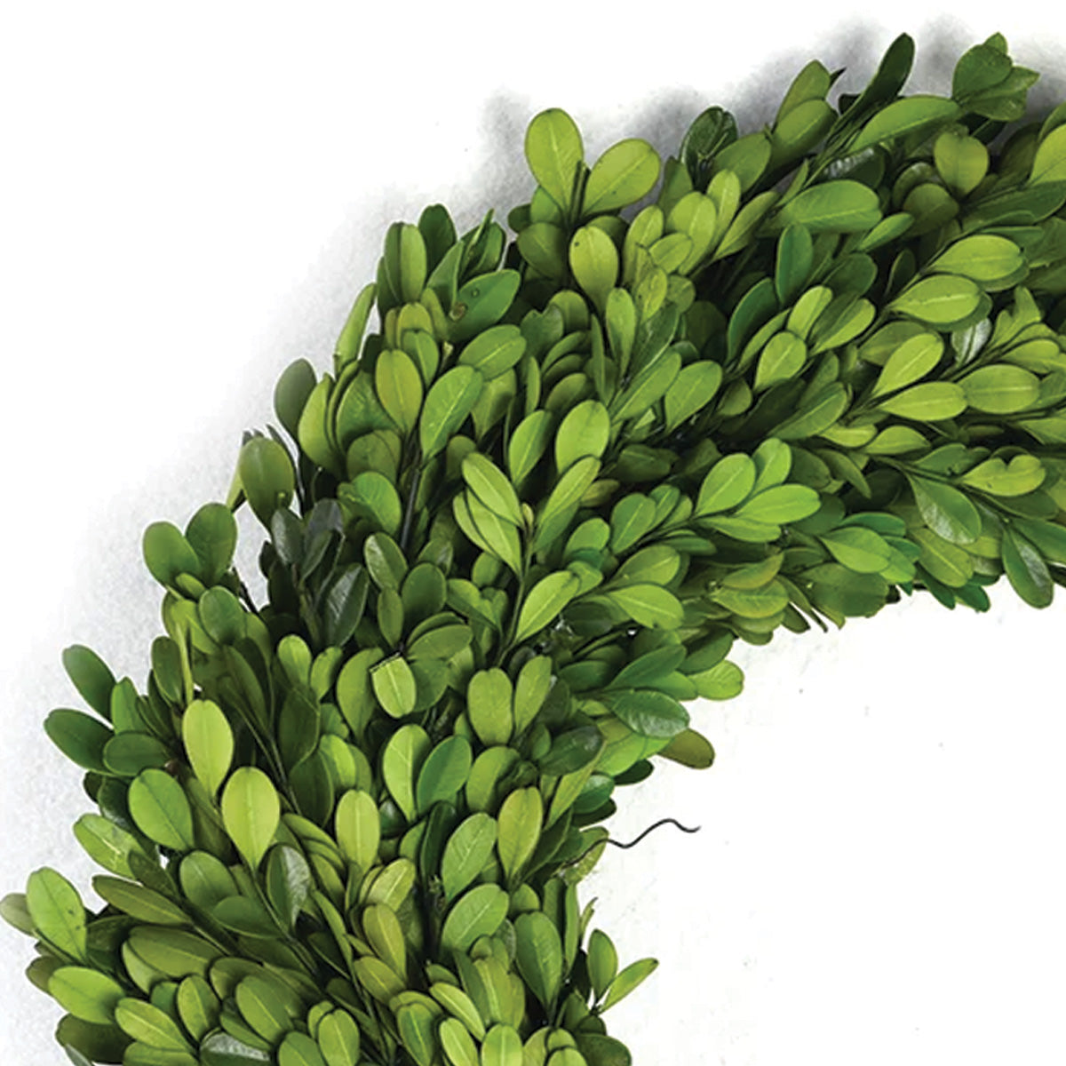 Boxwood Wreath 24"