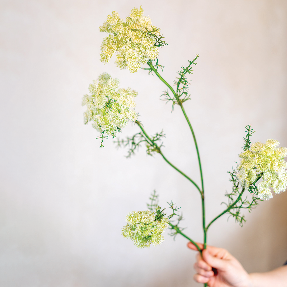 Wild White Dill Spray