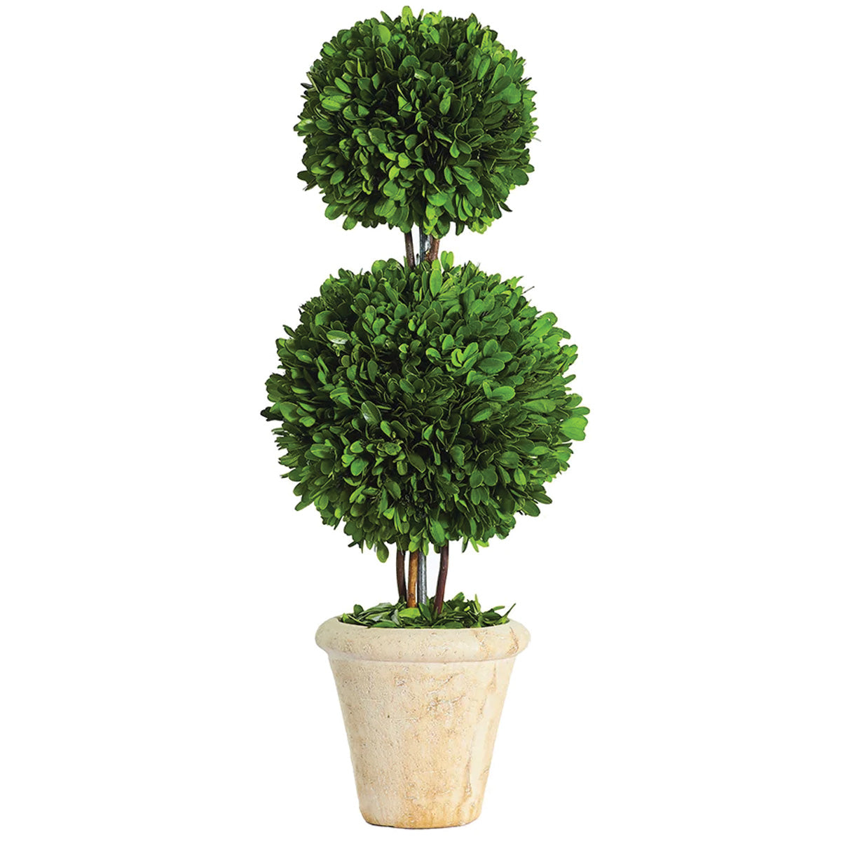 Double Boxwood Ball Topiary 24"