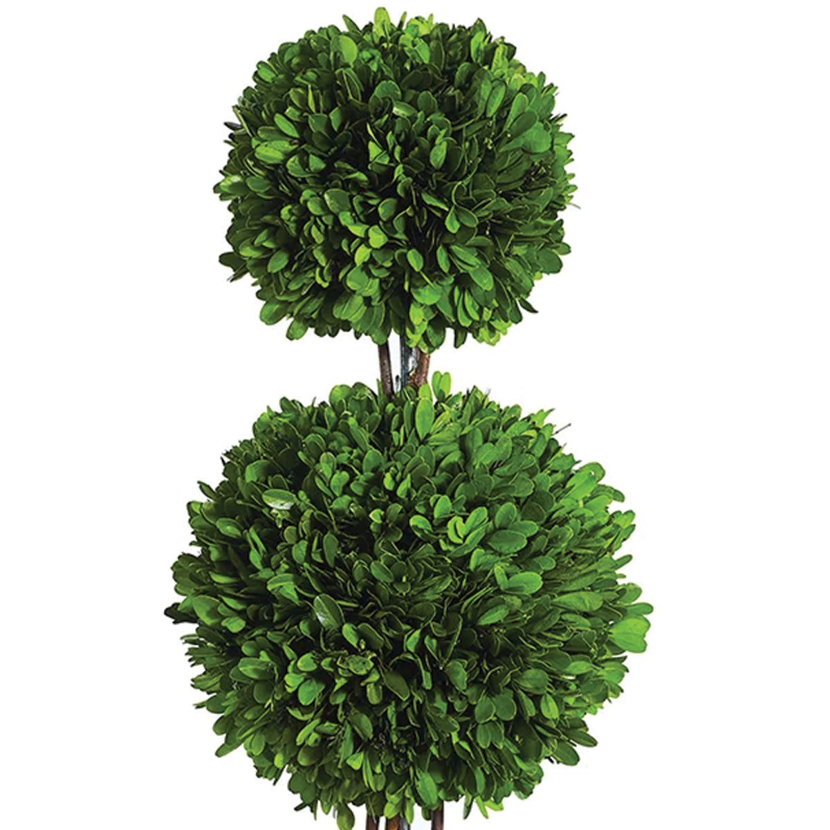Double Boxwood Ball Topiary 24"
