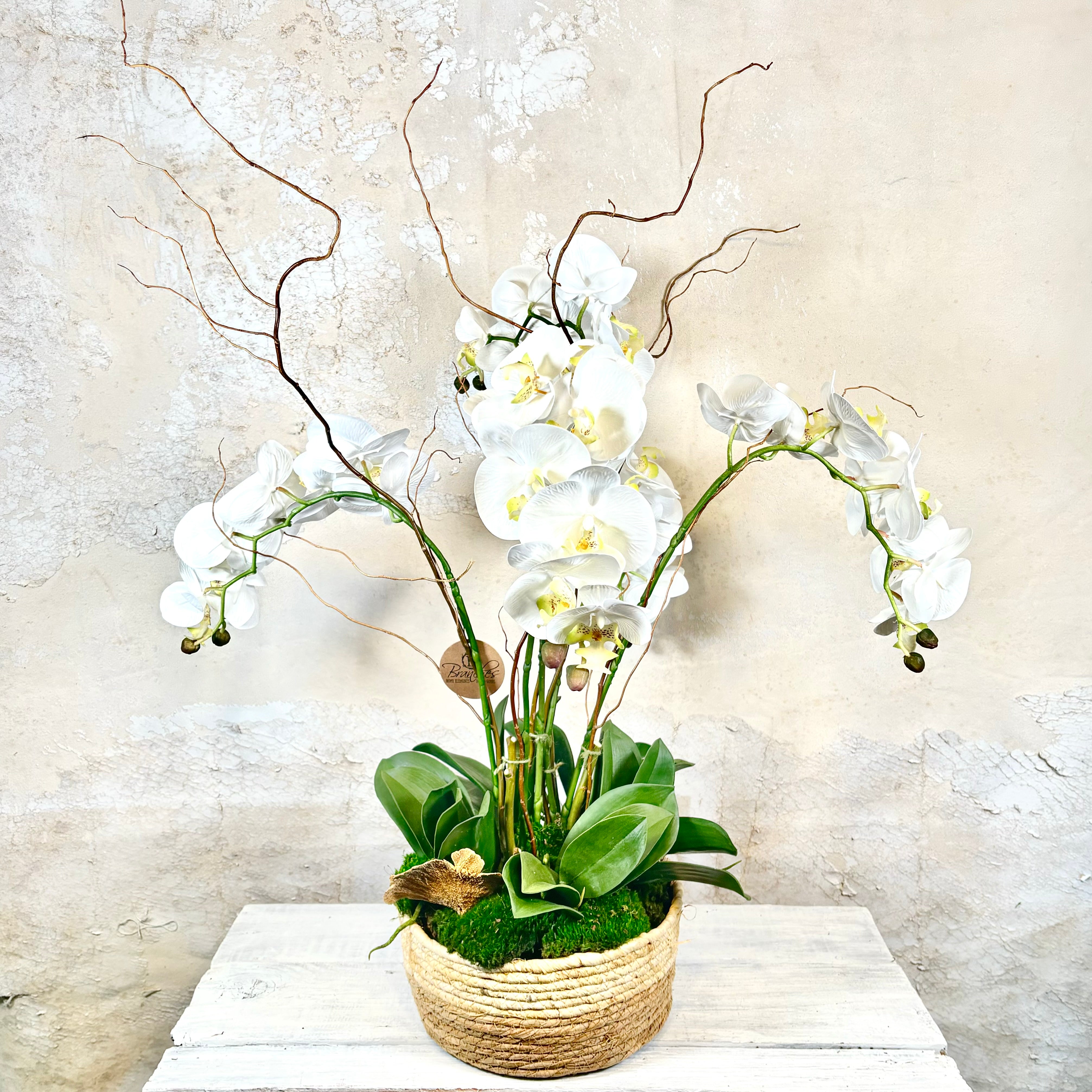 Five White Phalaenopsis Orchid Drop In