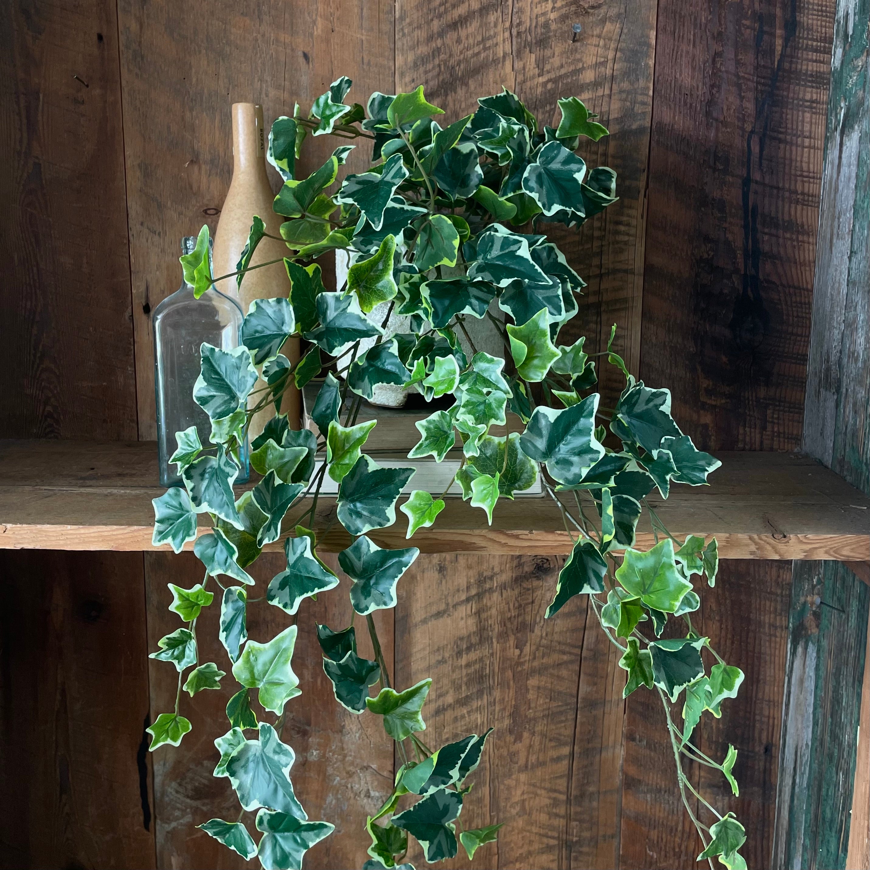 English Ivy Bush Variegated